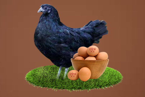 kadaknath Egg
