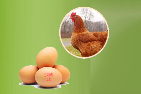 Brown Egg