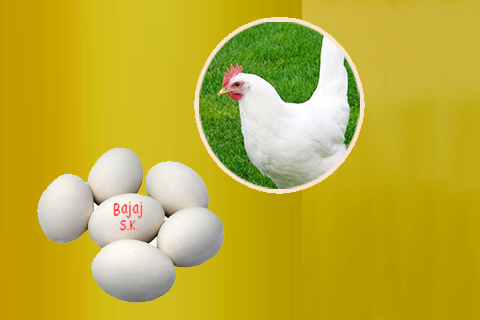 White Egg