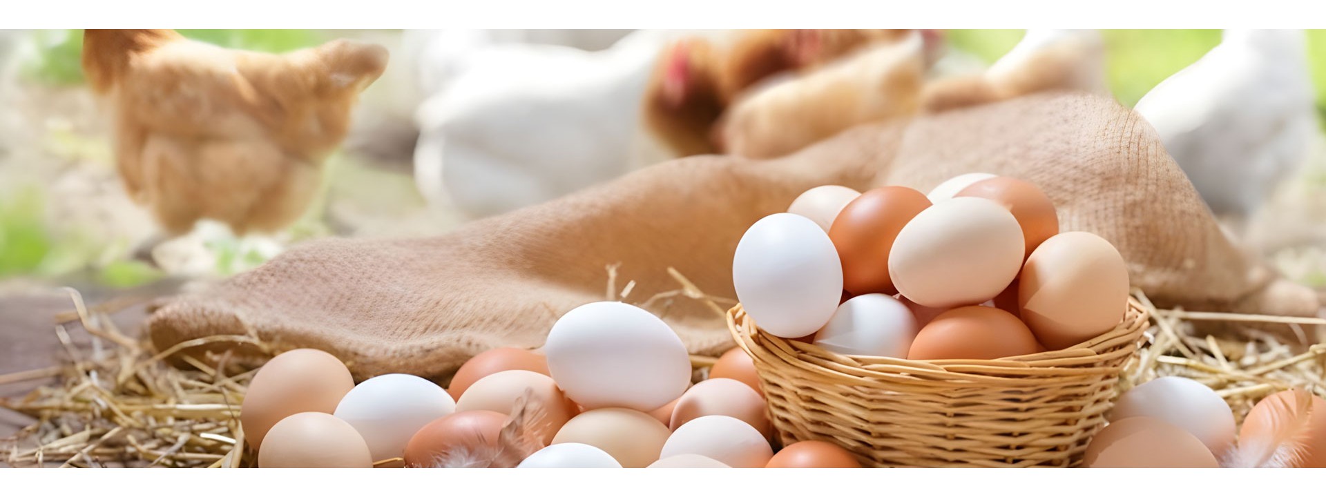 Eggs